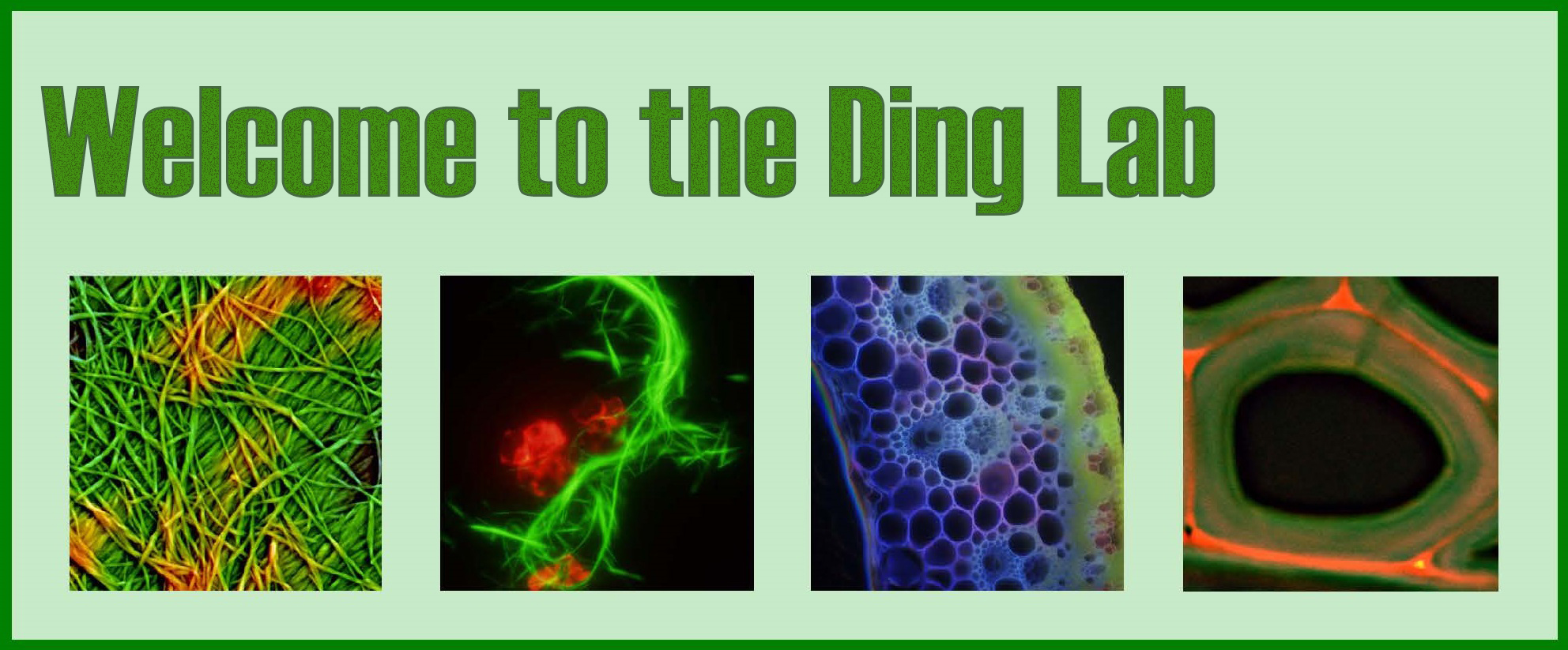Welcome to the Ding Lab!