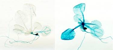 cold-inducible enhancer