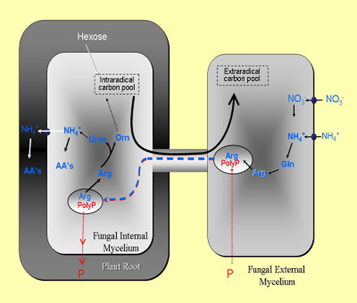 image of the movement of Nitrogen in the AM symbiosis