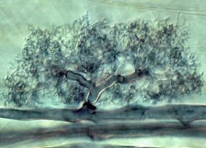 Fungal arbuscule