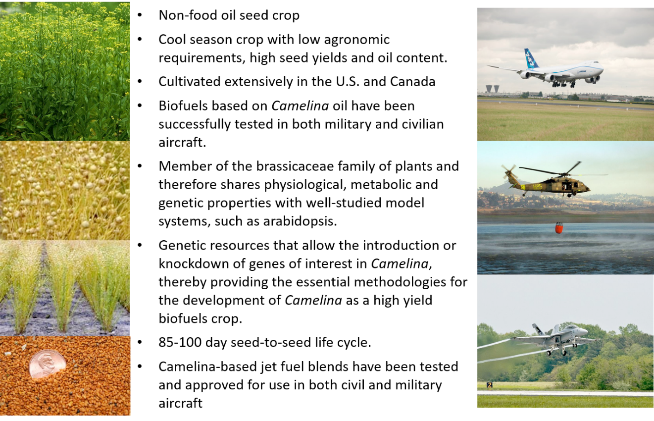 list of benefits of Camelina sativa