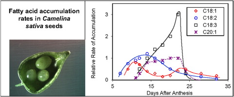 diagram of fatty acide camelina