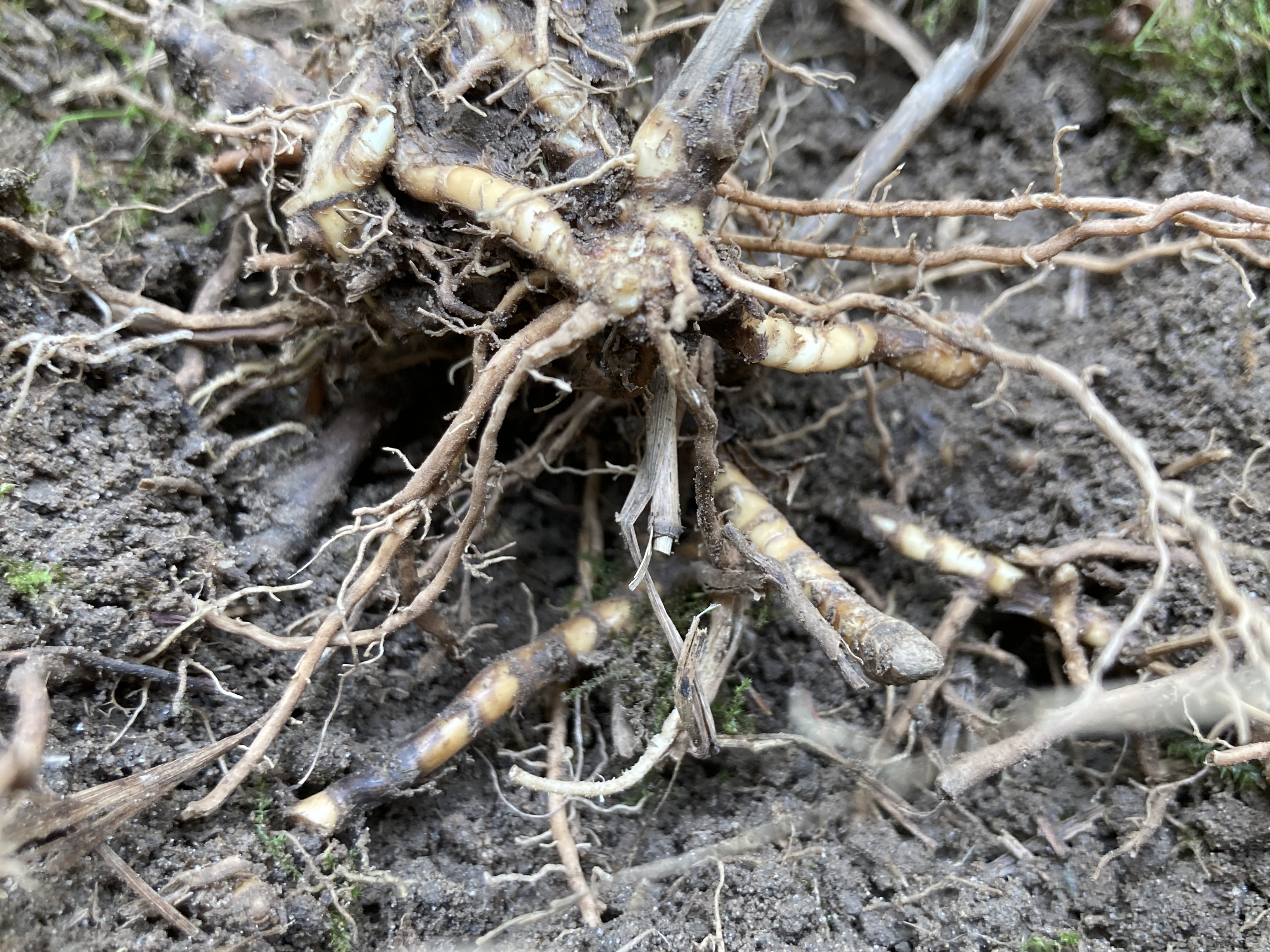 Switchgrass rhizome, an underground stem system from which switchgrass grows.