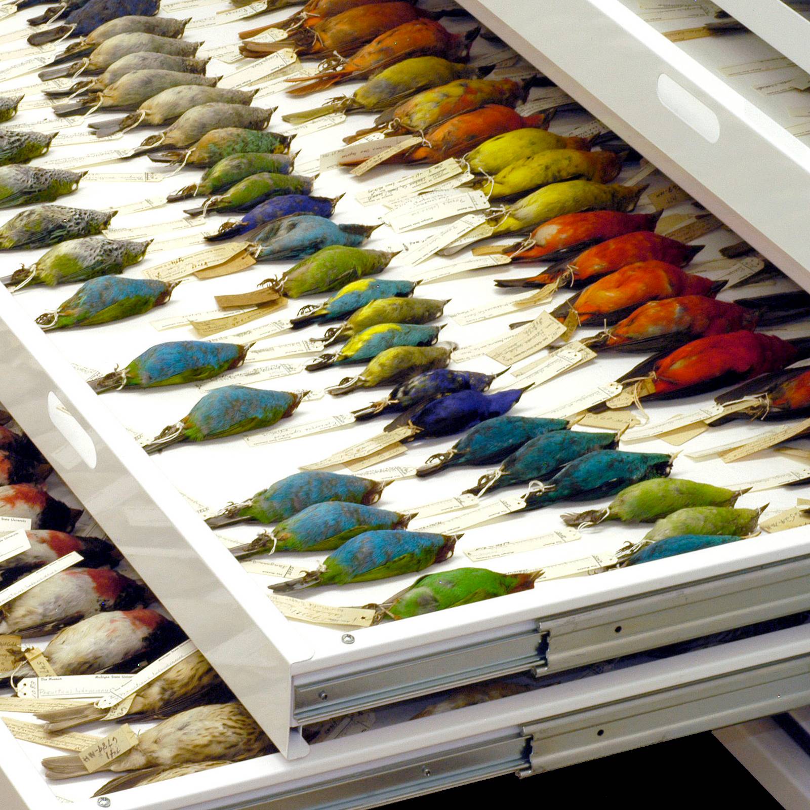 Bird specimens in a drawer from the collection of the MSU Museum