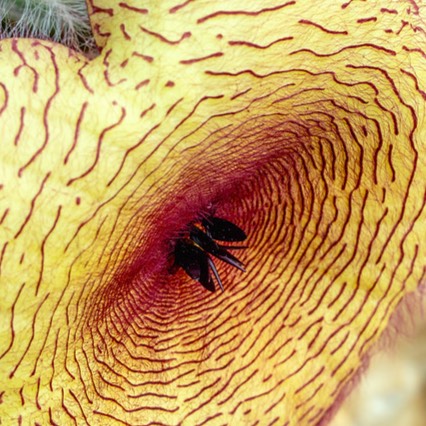 Carrion flower, sen in the Plant Biology Conservatory.