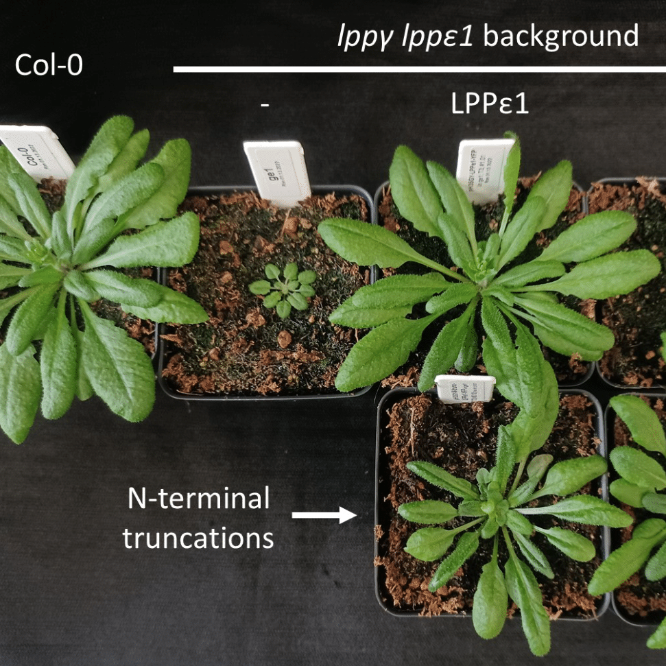 A control Arabidposis (Col-0), as compared to mutations.