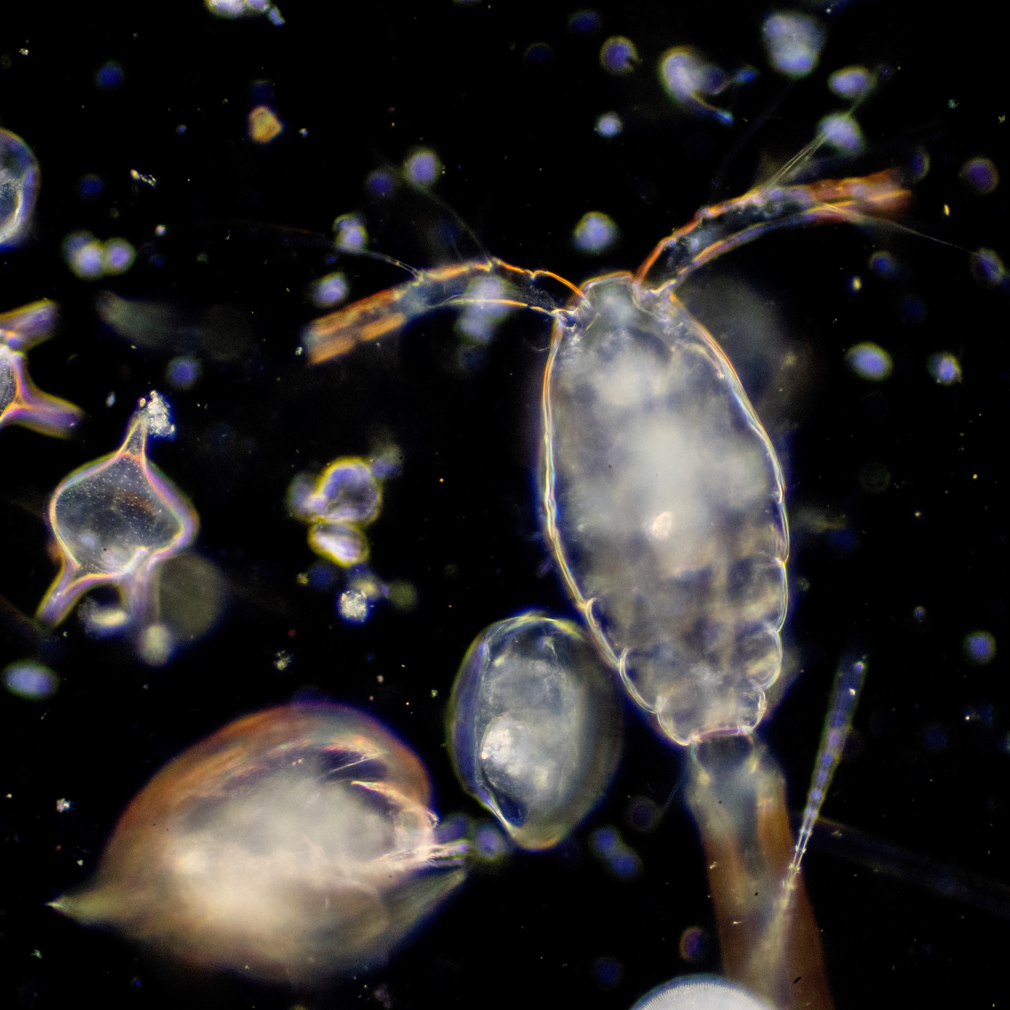 Plankton viewed through a microscope. Credit Adobe Stock Image