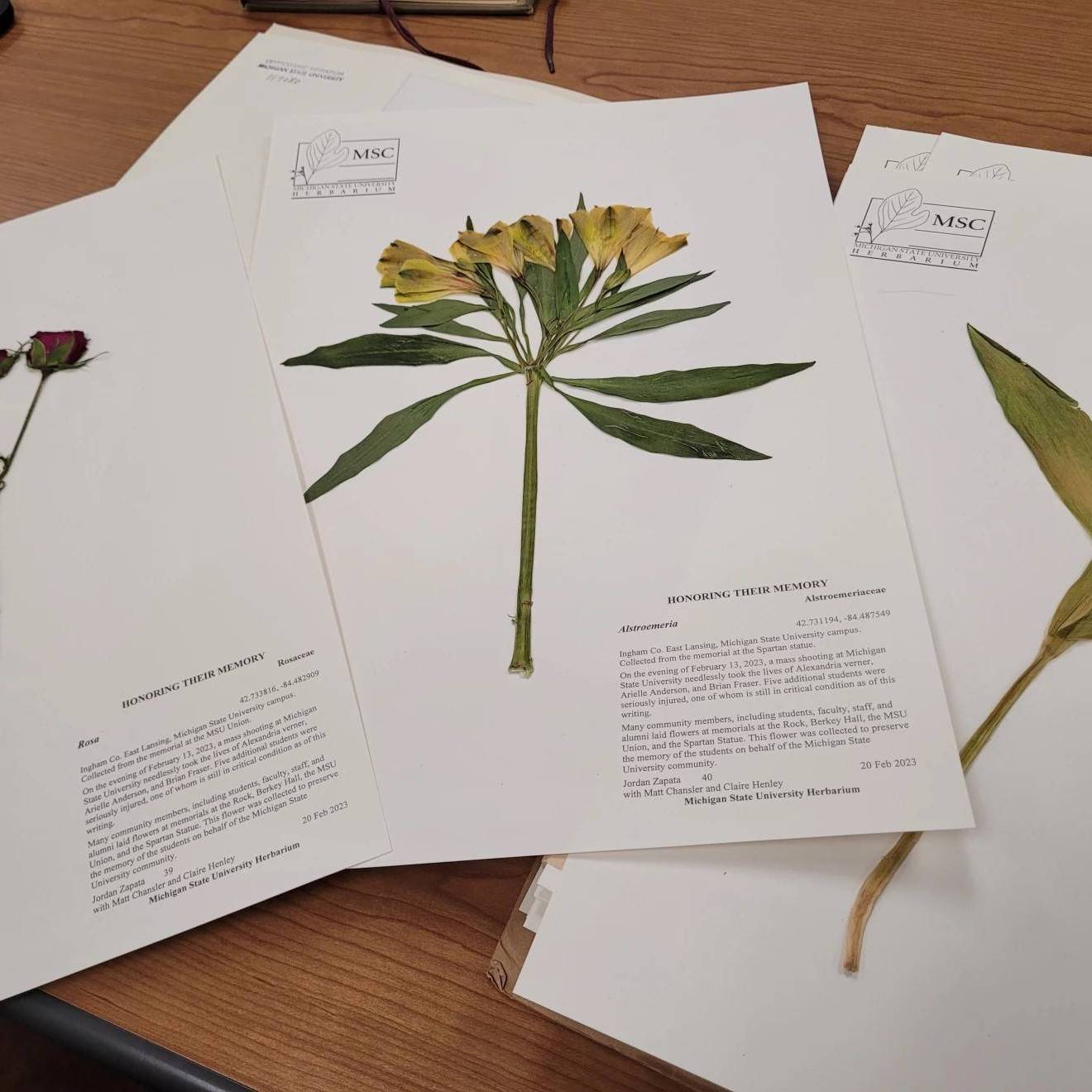 Tulips, roses and alstromerias were among the flowers collected and preserved by staff at the MSU Herbarium