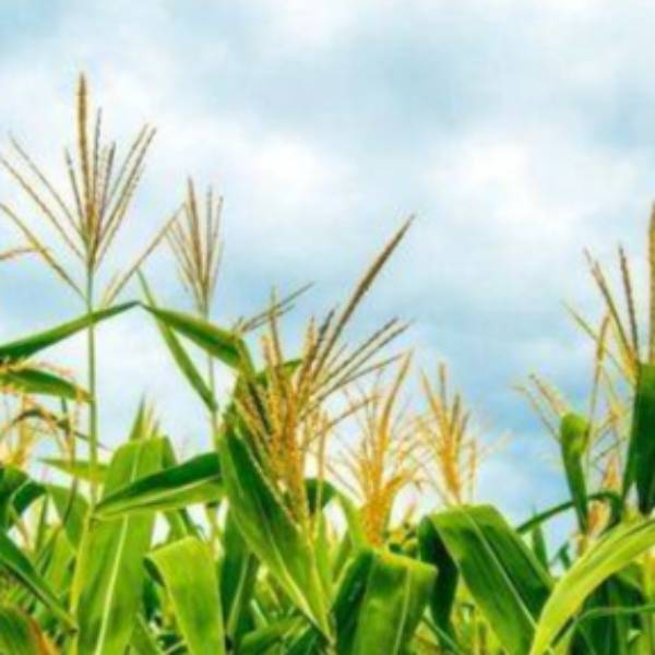 Corn