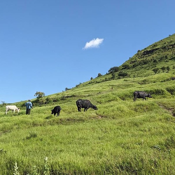 Cows in a green field against a blue sky
