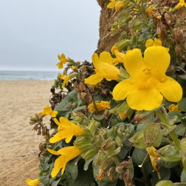 yellow flowers on a coastal cliff