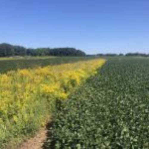 Prairie