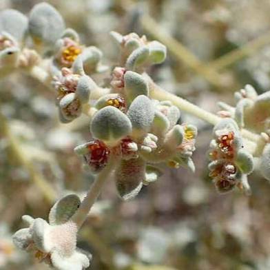 The Arizona honeysweet. Credit: Wikimedia Commons.